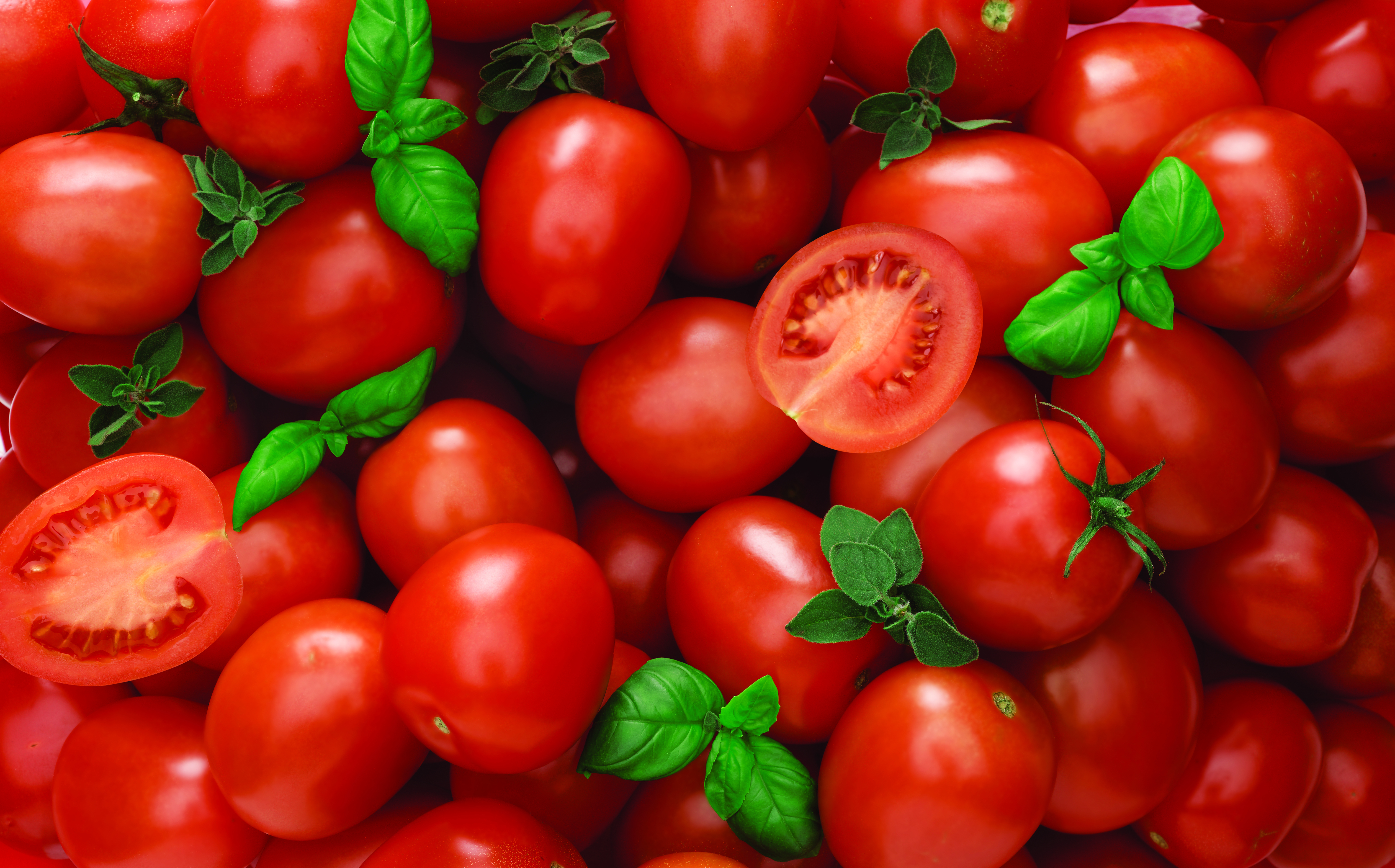 Die Tomate - Wissenswertes zum beliebtesten Gemüse Deutschlands