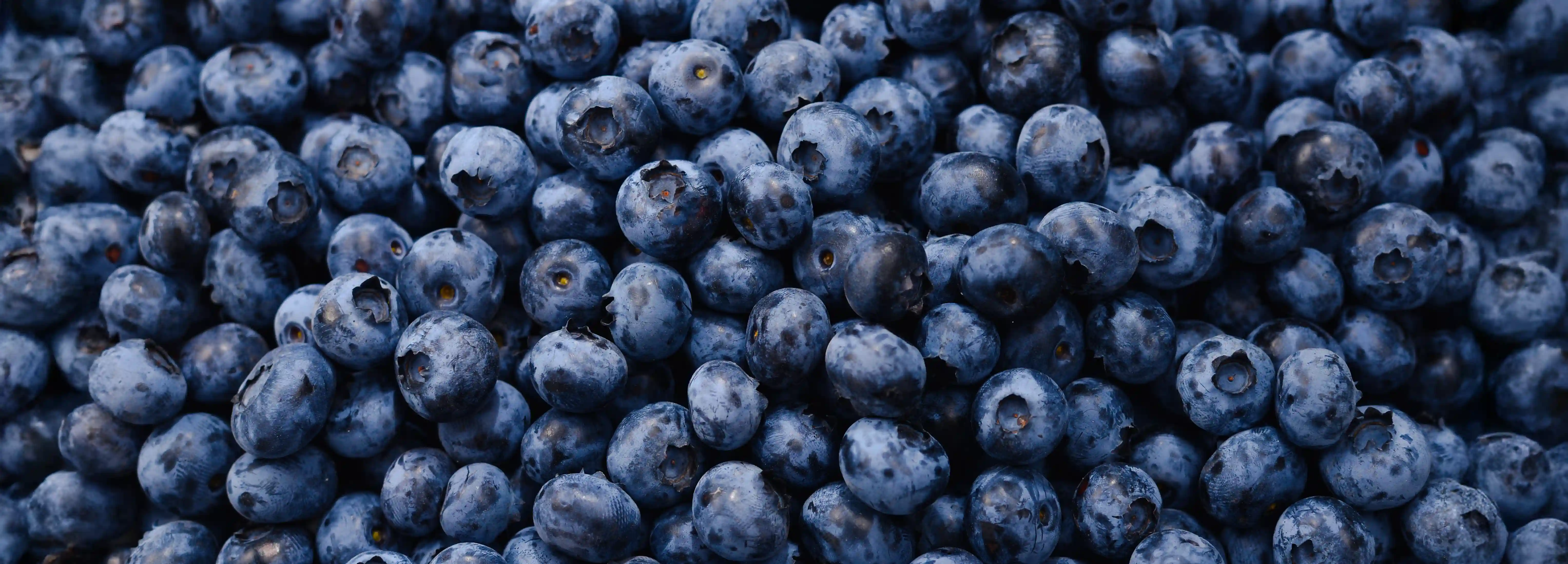 Faktencheck: Was Sie über Blaubeeren wissen müssen