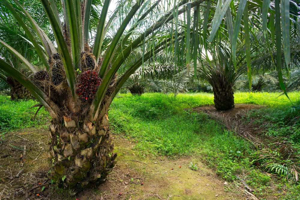 Palmöl in Egle Lebensmitteln Palmöl