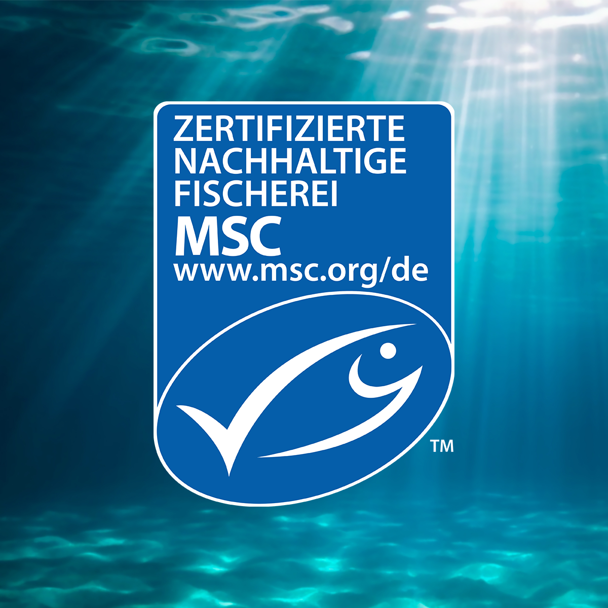 Heringsfilets in Aspik, 3 x 200 g