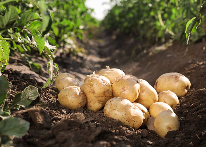 Kartoffel - die unterschätzte Knolle
