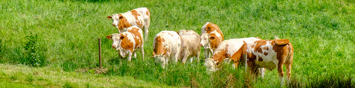 Tiere aus artgerechter Haltung