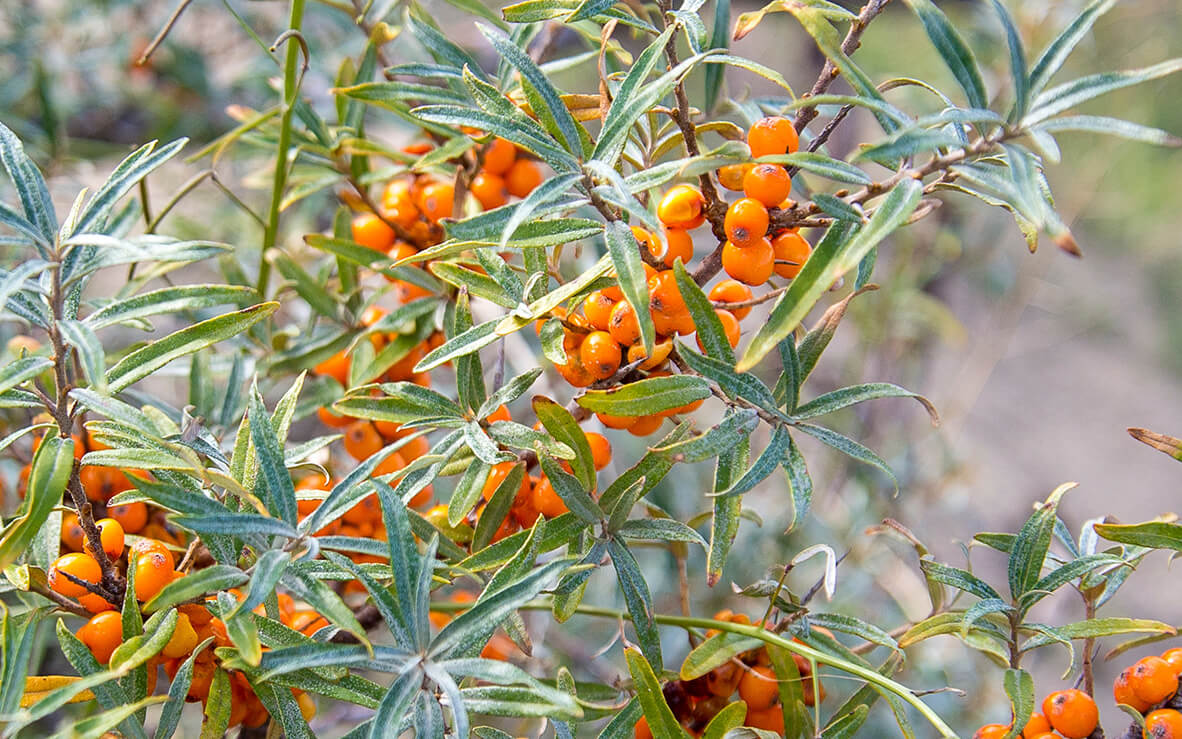 Sanddorn, die „Zitrone des Nordens“ Sanddorn - Beeren
