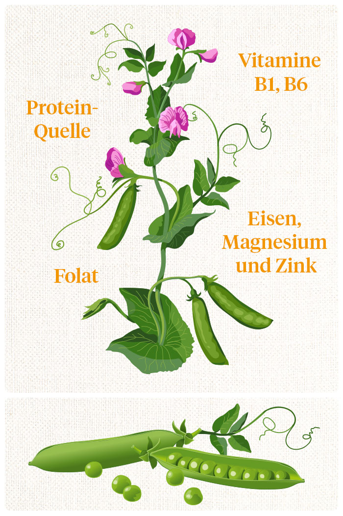 Erbsen – mehr als eine grüne Beilage